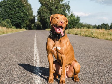 Sevimli, güzel bir çikolata rengi. Yakın plan, açık hava. Gün ışığı. Bakım, eğitim, itaat eğitimi, evcil hayvan yetiştirme kavramı