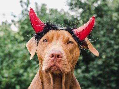 Sevimli, çikolata renginde sevimli bir köpek. Yakın plan, açık hava. Gün ışığı. Bakım, eğitim, itaat eğitimi, evcil hayvan yetiştirme kavramı