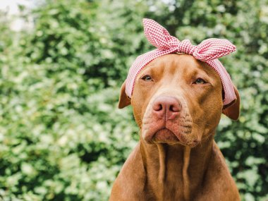 Sevimli, çikolata renginde sevimli bir köpek. Yakın plan, açık hava. Gün ışığı. Bakım, eğitim, itaat eğitimi, evcil hayvan yetiştirme kavramı