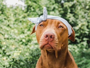 Sevimli, çikolata renginde sevimli bir köpek. Yakın plan, açık hava. Gün ışığı. Bakım, eğitim, itaat eğitimi, evcil hayvan yetiştirme kavramı