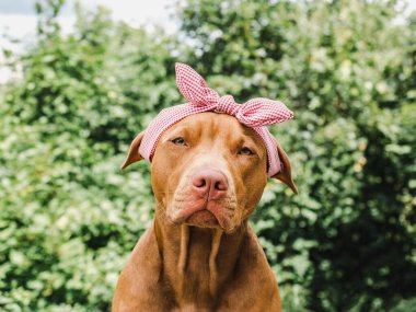 Sevimli, çikolata renginde sevimli bir köpek. Yakın plan, açık hava. Gün ışığı. Bakım, eğitim, itaat eğitimi, evcil hayvan yetiştirme kavramı