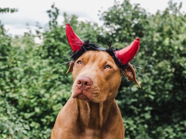 Sevimli, çikolata renginde sevimli bir köpek. Yakın plan, açık hava. Gün ışığı. Bakım, eğitim, itaat eğitimi, evcil hayvan yetiştirme kavramı