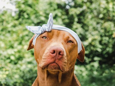 Sevimli, çikolata renginde sevimli bir köpek. Yakın plan, açık hava. Gün ışığı. Bakım, eğitim, itaat eğitimi, evcil hayvan yetiştirme kavramı