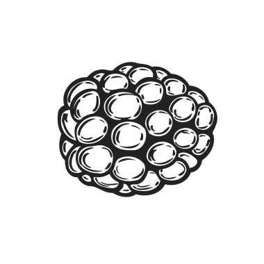 Ahududu meyve. Superfood organik meyve. Elle çizilmiş vektör oyulmuş illüstrasyon kroki. Siyah beyaz arka plan üzerinde izole ahududu