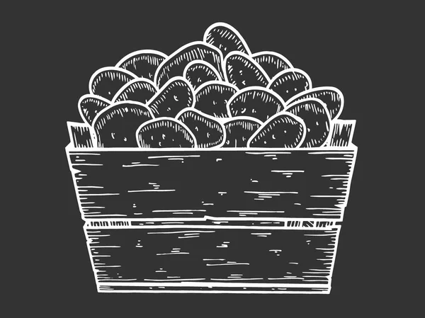 ジャガイモのベクトル図です ジャガイモ手描きのボックス 刻まれたスタイル ベクターグラフィックス