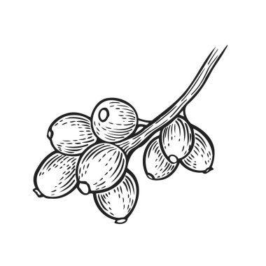 Goji berry hand drawn vector illustration set. Engraved food image. clipart