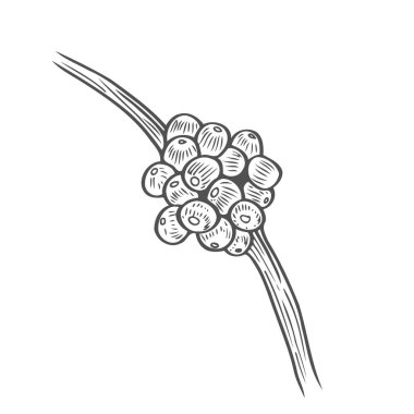 Kahve ağacı dalı illüstrasyon. Oyulmuş tarzı. Vintage vektör