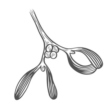 Noel ökseotu şube çizim. Beyaz arka plan üzerinde izole