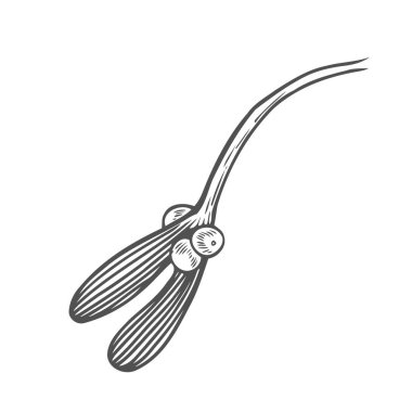 Noel ökseotu şube çizim. Beyaz arka plan üzerinde izole