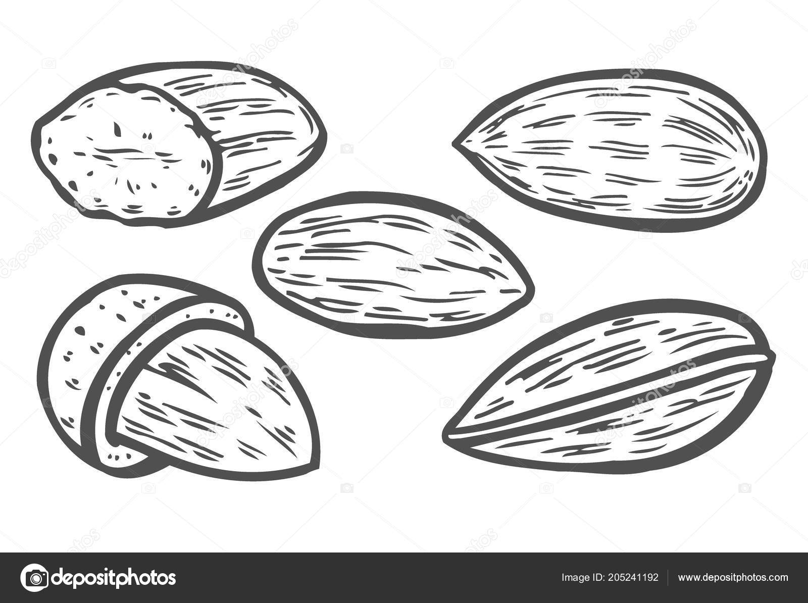 Nuts Clipart Black And White