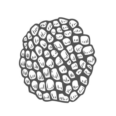 Trüf mantar elle çizilmiş vektör çizim set. Beyaz arka plan üzerinde izole gıda çizim kroki. Organik Vejetaryen nesne. Menü, etiket, ürün paketleme, tarifi için harika