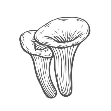 Cantharellus cibarius mantar el vektör çizim çekilmiş. Beyaz arka plan üzerinde izole gıda çizim kroki. Organik Vejetaryen ürün. Menü, etiket, ürün paketleme, tarifi için harika