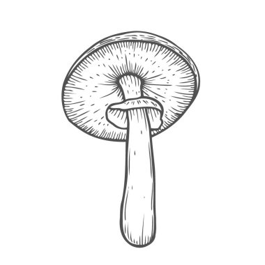 Vektör çizim. Karikatür kroki mantar. Elle çizilmiş doodle yenilebilir mantar. Dekorasyon için tebrik kartları, posterler, Amblemler