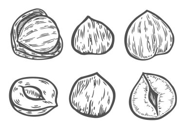 Fındık skeçler. Tek, Grup, soyulmuş ve tüm. Oyulmuş kroki tarzı illüstrasyonlar. Organik gıda. Bileşen için yiyecek ve cosmetcis. Beyaz arka plan üzerinde izole vektör resimleri.