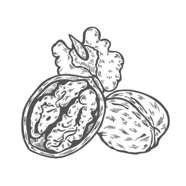 Ceviz ayarlayın. Fındık kroki mürekkep. El vektör çizim çekilmiş. Beyaz arka plan üzerinde izole. Retro tarzı.