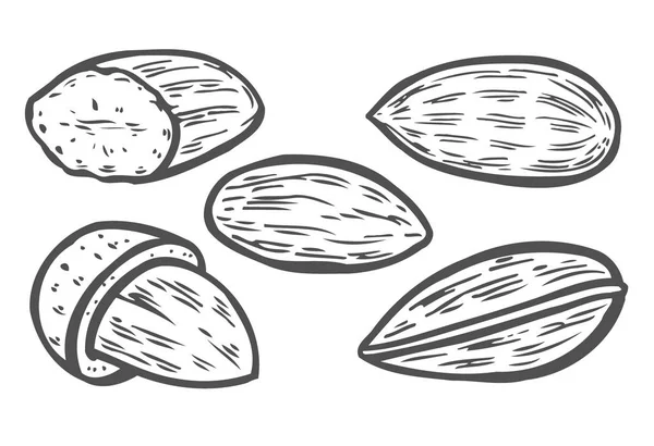 Mandelnusskern Vektor Isoliert Auf Weißem Hintergrund Mandelmilch Lebensmittelzutat Gravierte Handgezeichnete — Stockvektor