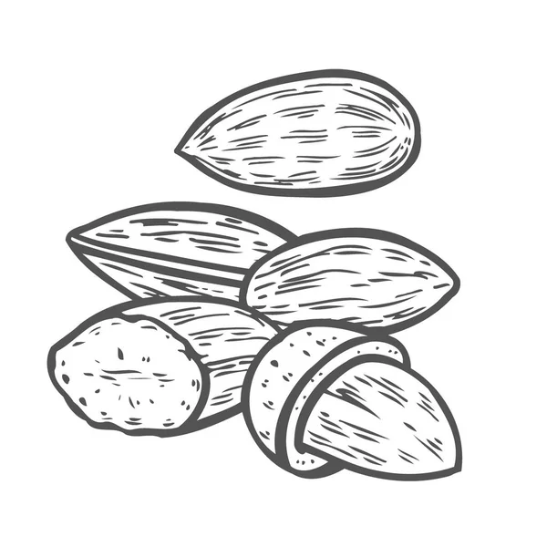 Mandelnusskern Vektor Isoliert Auf Weißem Hintergrund Mandelmilch Lebensmittelzutat Gravierte Handgezeichnete — Stockvektor