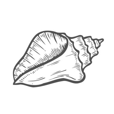 Beyaz arka plan üzerinde izole kabuk oyma vektör