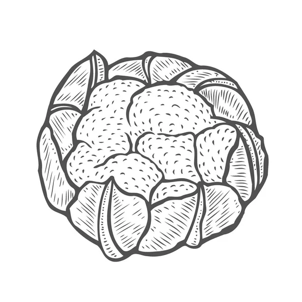Coliflor Dibujo Mano Verduras Ilustración Arte Vectorial Imagen Aislada Tinta — Vector de stock