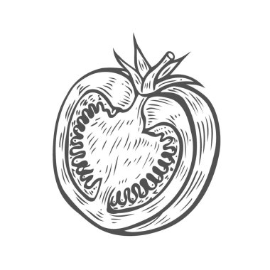 Beyaz arka plan üzerinde izole domates halfs ile vektör grafik kroki. Vintage el içinde stil oyma yarım boyuna bölümünde taze sebze kesme çizilen illüstrasyon.