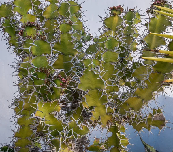 Kaktusz Kék Háttér Lanzarote Szigetén Február 2018 — Stock Fotó