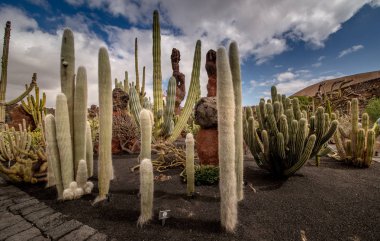 Kaktüsler Bahçe. Lanzarote Adası Kanarya Adaları Şubat 2018