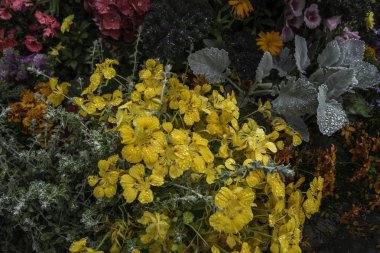 Çiçek Iceland.City Vic İzlanda Temmuz 2016