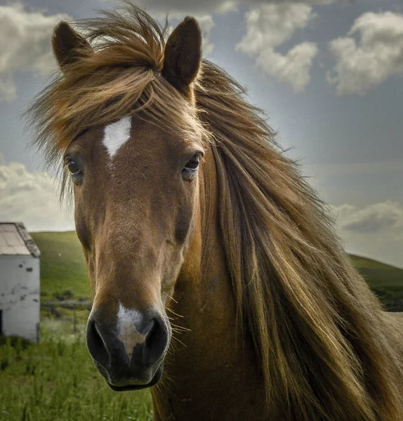 İzlanda atlarla uzun yele ve kâkül portresi. İzlanda Temmuz 2016