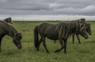 İzlanda atlarla uzun yele ve kâkül portresi. İzlanda Temmuz 2016