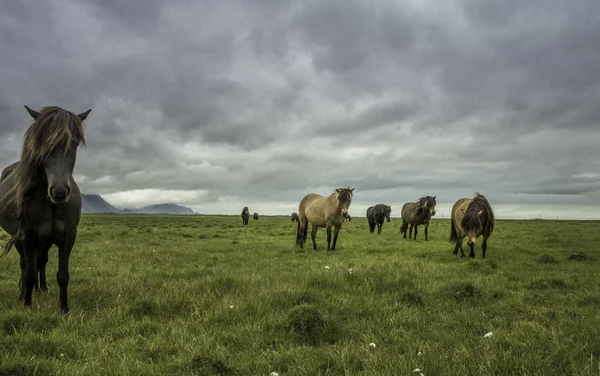 Retrato Cavalos Islandeses Com Crina Longa Testa Islândia Julho 2016 — Fotografia de Stock