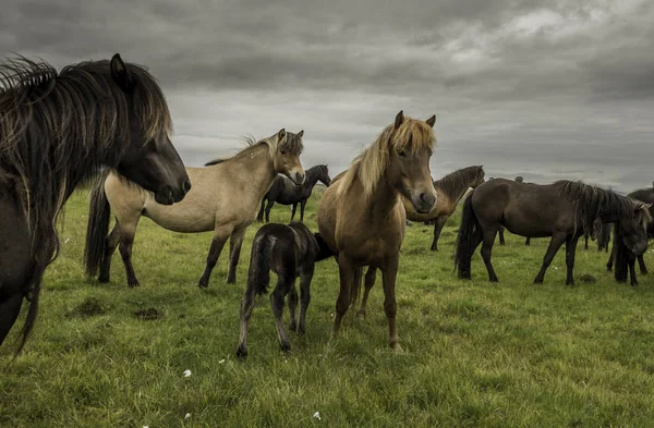 Portrét Islandští Koně Dlouhou Hřívou Oholí Island Červenec 2016 — Stock fotografie