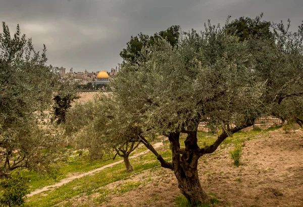 エルサレムの栄光 イスラエルの中東 都市景観 — ストック写真