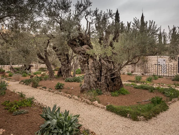 Olive Grove Jerusalem March 2017 — Stock Photo, Image