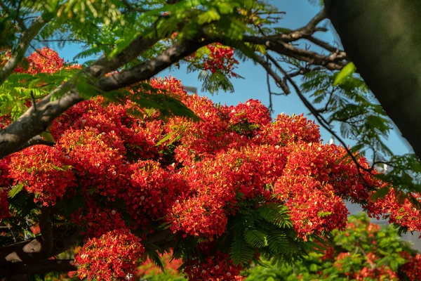 Delonix Royal Mahogany Flowers Fire Tree Israel June 2020 — Stock Photo, Image
