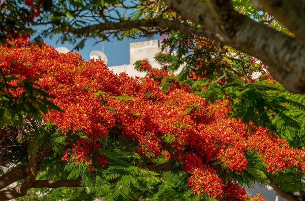 Delonix Royal Mahogany Flowers Fire Tree Israel Junio 2020 — Foto de Stock