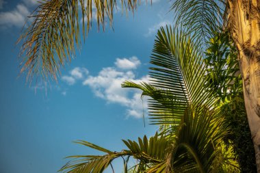 Hurma dallarından, üstüste dizilmiş bir yaprak ve üzerinde de gök cisimleri vardır. Seyahat veya tatil için reklam mektupları kavramı.