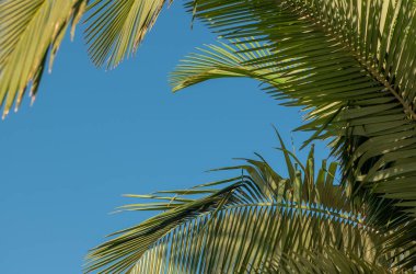 Hurma dallarından, üstüste dizilmiş bir yaprak ve üzerinde de gök cisimleri vardır. Seyahat veya tatil için reklam mektupları kavramı.