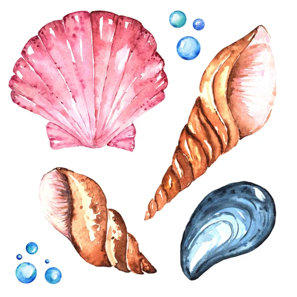 Чотири яскраві морські мушлі Малюнок Акварель Ілюстрація високої роздільної здатності — стокове фото