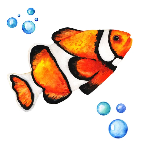 Великий помаранчевий клоун Рибний малюнок Акварель Ілюстрація високої роздільної здатності — стокове фото
