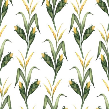 Mısır uzun yaprakları ve eşit olarak tekstil veya ambalaj çiçek ve Şükran tasarımı için mükemmel bir beyaz arka plan üzerine yerleştirilen olgun koçanı ile ince suluboya SAP.