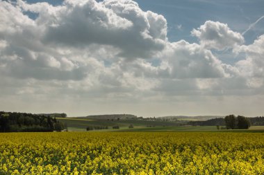 Büyük alanlar sarı kolza tohumu ve mavi gökyüzü bulutlu