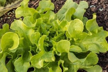 Taze salata alanında yükseltilmiş yatak dikti