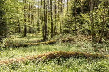 Küçük yeşil orman ağaçları ve moss ile