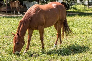 Atlar yeşil çayırda