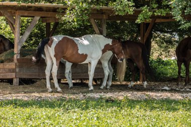 Atlar yeşil çayırda