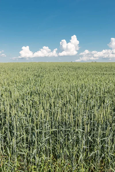 Bir büyük Alman tahıl alanda yeşil tahıl