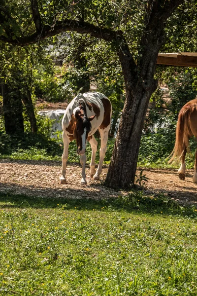 Cavalos Prado Verde — Fotografia de Stock
