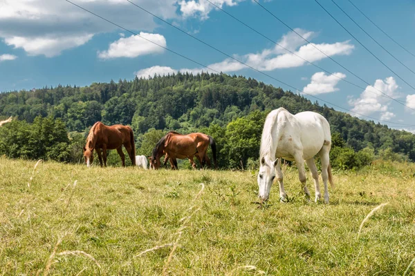 Paarden Groene Weide — Stockfoto
