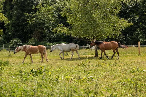 Paarden Groene Weide — Stockfoto