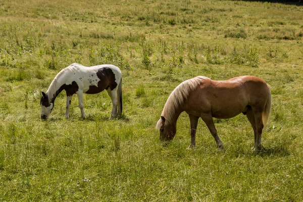 Pferde Auf Der Grünen Wiese — Stockfoto